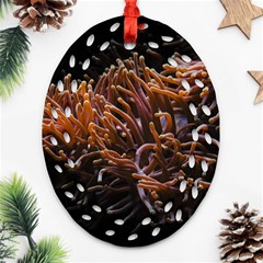 Sea Anemone Coral Underwater Ocean Sea Water Oval Filigree Ornament (two Sides)