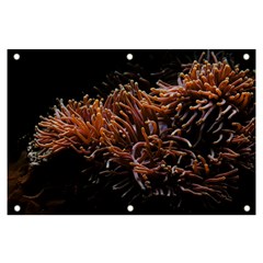 Sea Anemone Coral Underwater Ocean Sea Water Banner And Sign 6  X 4  by Wegoenart