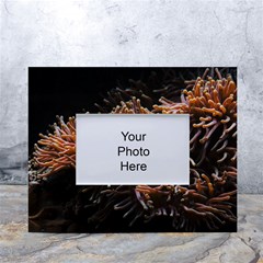 Sea Anemone Coral Underwater Ocean Sea Water White Tabletop Photo Frame 4 x6  by Wegoenart