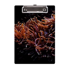 Sea Anemone Coral Underwater Ocean Sea Water A5 Acrylic Clipboard by Wegoenart