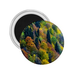 Forest Trees Leaves Fall Autumn Nature Sunshine 2 25  Magnets by Ravend