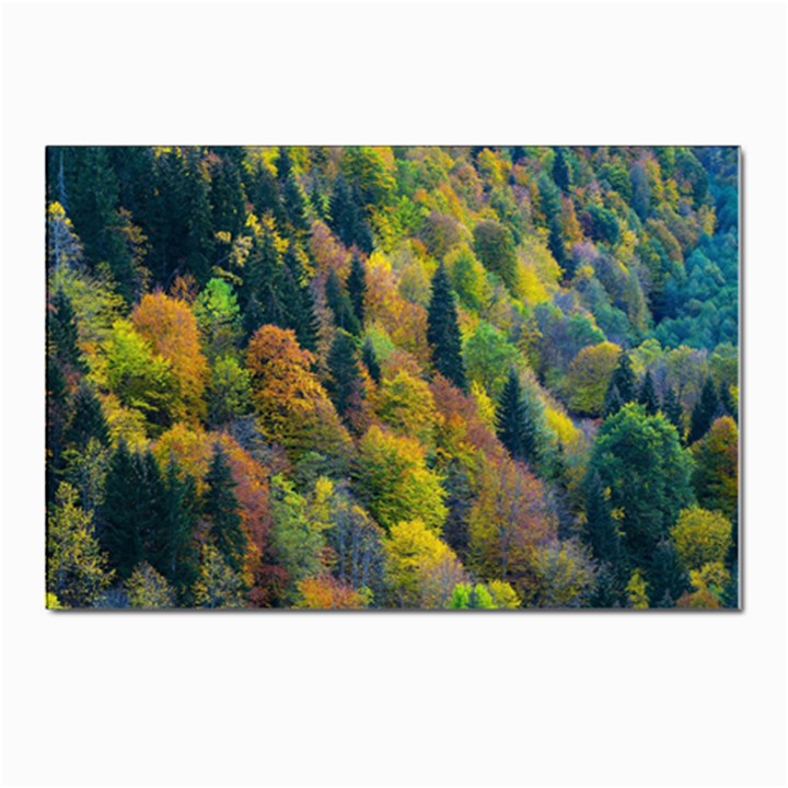 Forest Trees Leaves Fall Autumn Nature Sunshine Postcards 5  x 7  (Pkg of 10)