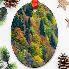 Forest Trees Leaves Fall Autumn Nature Sunshine Oval Ornament (two Sides)