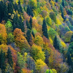 Forest Trees Leaves Fall Autumn Nature Sunshine Play Mat (square) by Ravend