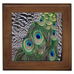 Peacock Bird Feather Colourful Framed Tile by Jancukart