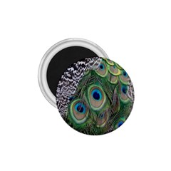 Peacock Bird Feather Colourful 1 75  Magnets