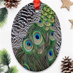 Peacock Bird Feather Colourful Oval Ornament (two Sides)