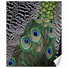 Peacock Bird Feather Colourful Canvas 8  X 10 