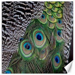 Peacock Bird Feather Colourful Canvas 20  X 20  by Jancukart