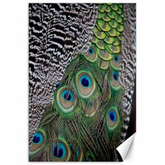 Peacock Bird Feather Colourful Canvas 20  X 30  by Jancukart