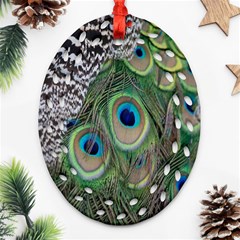 Peacock Bird Feather Colourful Oval Filigree Ornament (two Sides)