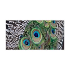 Peacock Bird Feather Colourful Yoga Headband