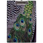 Peacock Bird Feather Colourful A4 Acrylic Clipboard Front