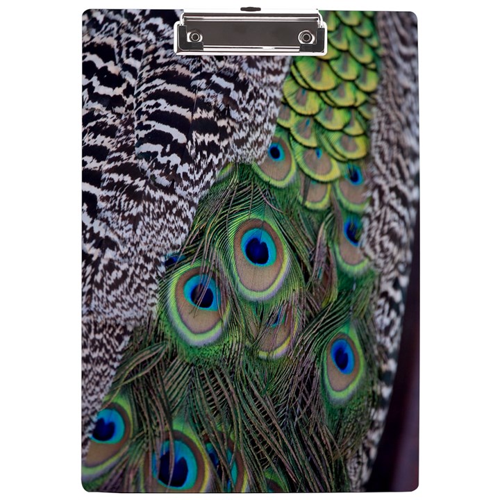 Peacock Bird Feather Colourful A4 Acrylic Clipboard