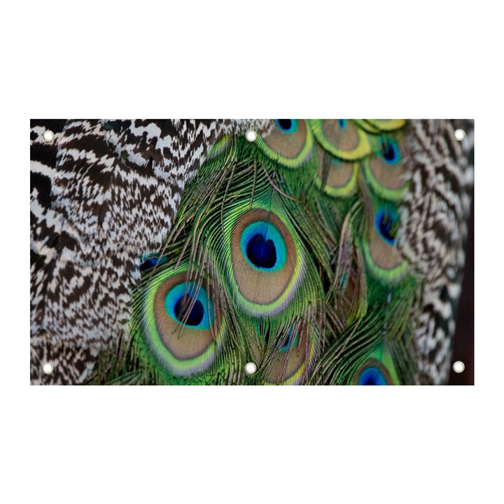 Peacock Bird Feather Colourful Banner and Sign 5  x 3 