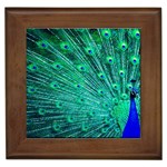 Green And Blue Peafowl Peacock Animal Color Brightly Colored Framed Tile Front