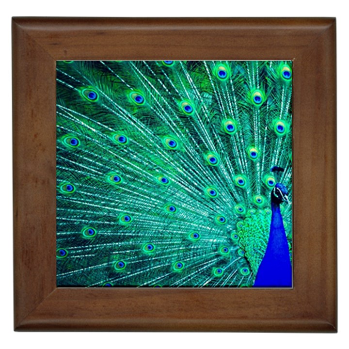 Green And Blue Peafowl Peacock Animal Color Brightly Colored Framed Tile