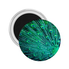 Green And Blue Peafowl Peacock Animal Color Brightly Colored 2.25  Magnets