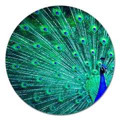 Green And Blue Peafowl Peacock Animal Color Brightly Colored Magnet 5  (Round)