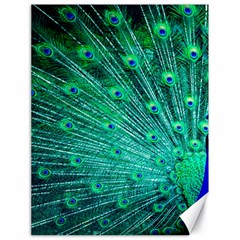 Green And Blue Peafowl Peacock Animal Color Brightly Colored Canvas 18  x 24 