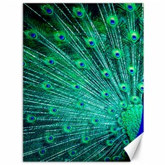 Green And Blue Peafowl Peacock Animal Color Brightly Colored Canvas 36  x 48 