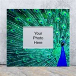 Green And Blue Peafowl Peacock Animal Color Brightly Colored White Wall Photo Frame 5  x 7  Front