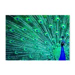 Green And Blue Peafowl Peacock Animal Color Brightly Colored Crystal Sticker (A4) Front