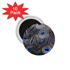 Peacock Feathers Peacock Bird Feathers 1 75  Magnets (10 Pack)  by Jancukart