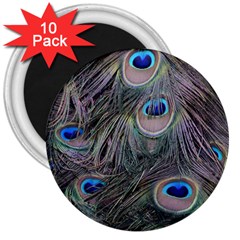 Peacock Feathers Peacock Bird Feathers 3  Magnets (10 Pack)  by Jancukart