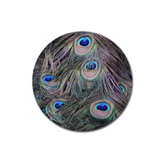 Peacock Feathers Peacock Bird Feathers Magnet 3  (round)