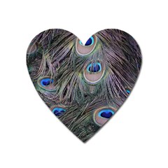 Peacock Feathers Peacock Bird Feathers Heart Magnet by Jancukart