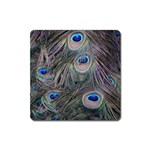 Peacock Feathers Peacock Bird Feathers Square Magnet Front