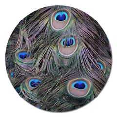 Peacock Feathers Peacock Bird Feathers Magnet 5  (round) by Jancukart