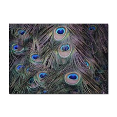 Peacock Feathers Peacock Bird Feathers Sticker A4 (100 Pack)