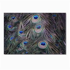 Peacock Feathers Peacock Bird Feathers Postcards 5  X 7  (pkg Of 10) by Jancukart