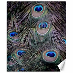 Peacock Feathers Peacock Bird Feathers Canvas 8  X 10 