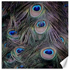 Peacock Feathers Peacock Bird Feathers Canvas 20  X 20  by Jancukart