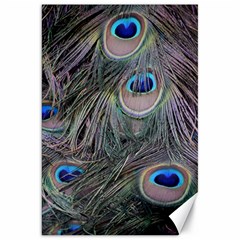 Peacock Feathers Peacock Bird Feathers Canvas 20  X 30 