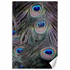 Peacock Feathers Peacock Bird Feathers Canvas 24  X 36  by Jancukart