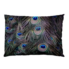 Peacock Feathers Peacock Bird Feathers Pillow Case