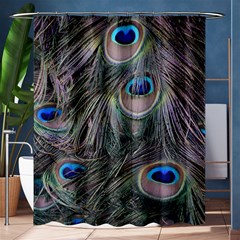 Peacock Feathers Peacock Bird Feathers Shower Curtain 60  X 72  (medium) 