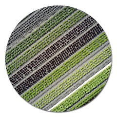 Field Agriculture Farm Stripes Diagonal Magnet 5  (round) by Jancukart