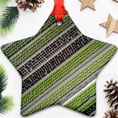 Field Agriculture Farm Stripes Diagonal Star Ornament (two Sides) by Jancukart