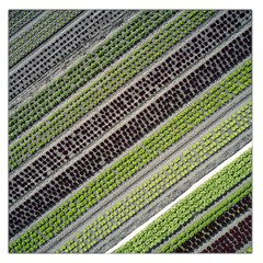 Field Agriculture Farm Stripes Diagonal Square Satin Scarf (36  X 36 )