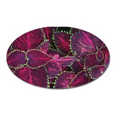 Abstract Beautiful Beauty Bright Oval Magnet by Semog4