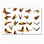 Butterfly Butterflies Insect Swarm Postcards 5  x 7  (Pkg of 10) Front