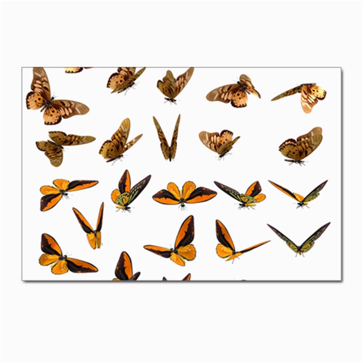 Butterfly Butterflies Insect Swarm Postcards 5  x 7  (Pkg of 10)