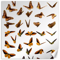 Butterfly Butterflies Insect Swarm Canvas 12  X 12  by Salman4z