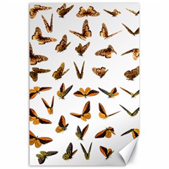 Butterfly Butterflies Insect Swarm Canvas 20  X 30  by Salman4z