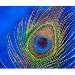 Blue Peacock Feather Deluxe Canvas 14  x 11  (Stretched) 14  x 11  x 1.5  Stretched Canvas